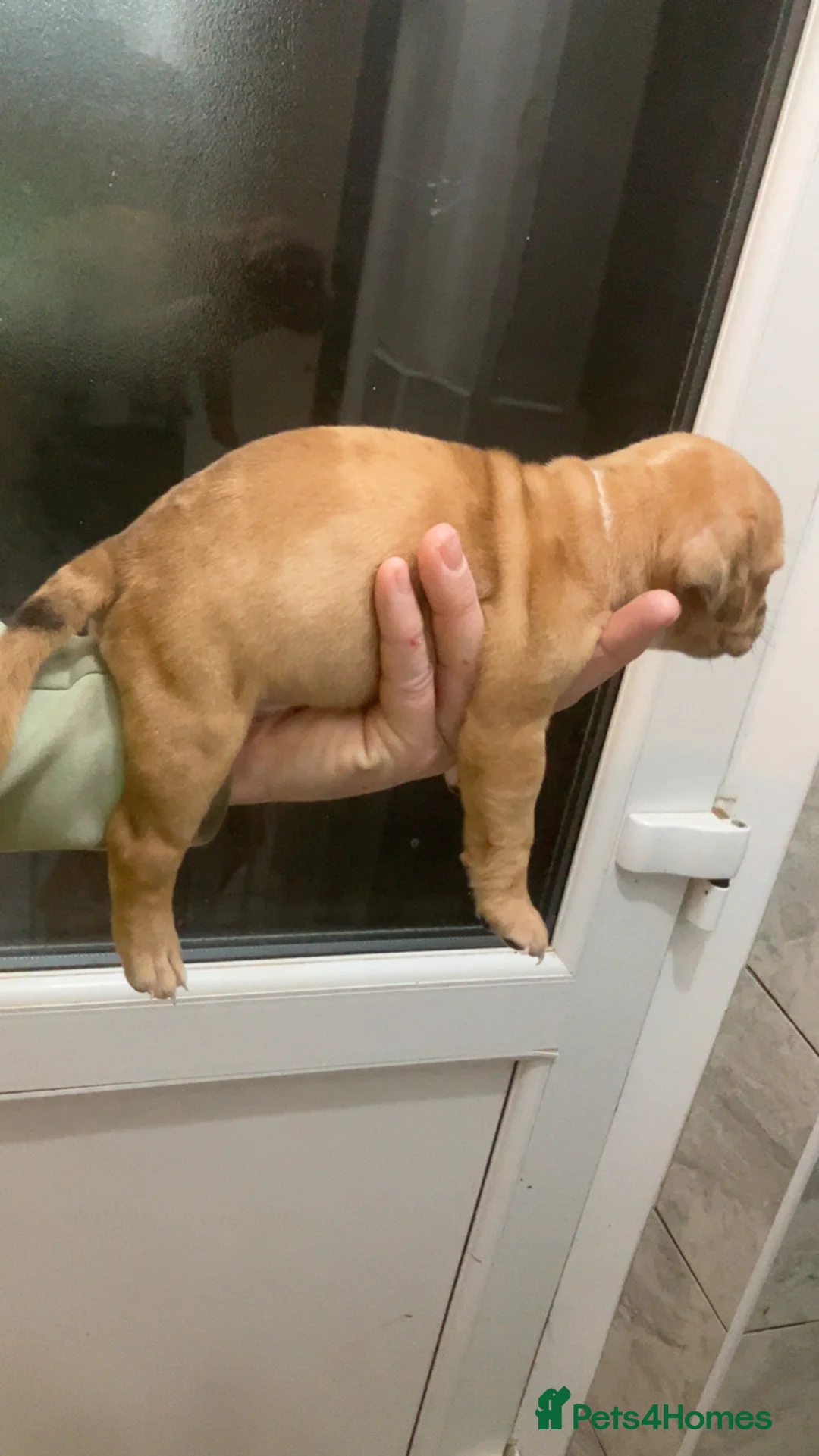 Dorset Olde Tyme Bulldogge dogs for sale: Olde English bulldog pups for sale - Advert 13