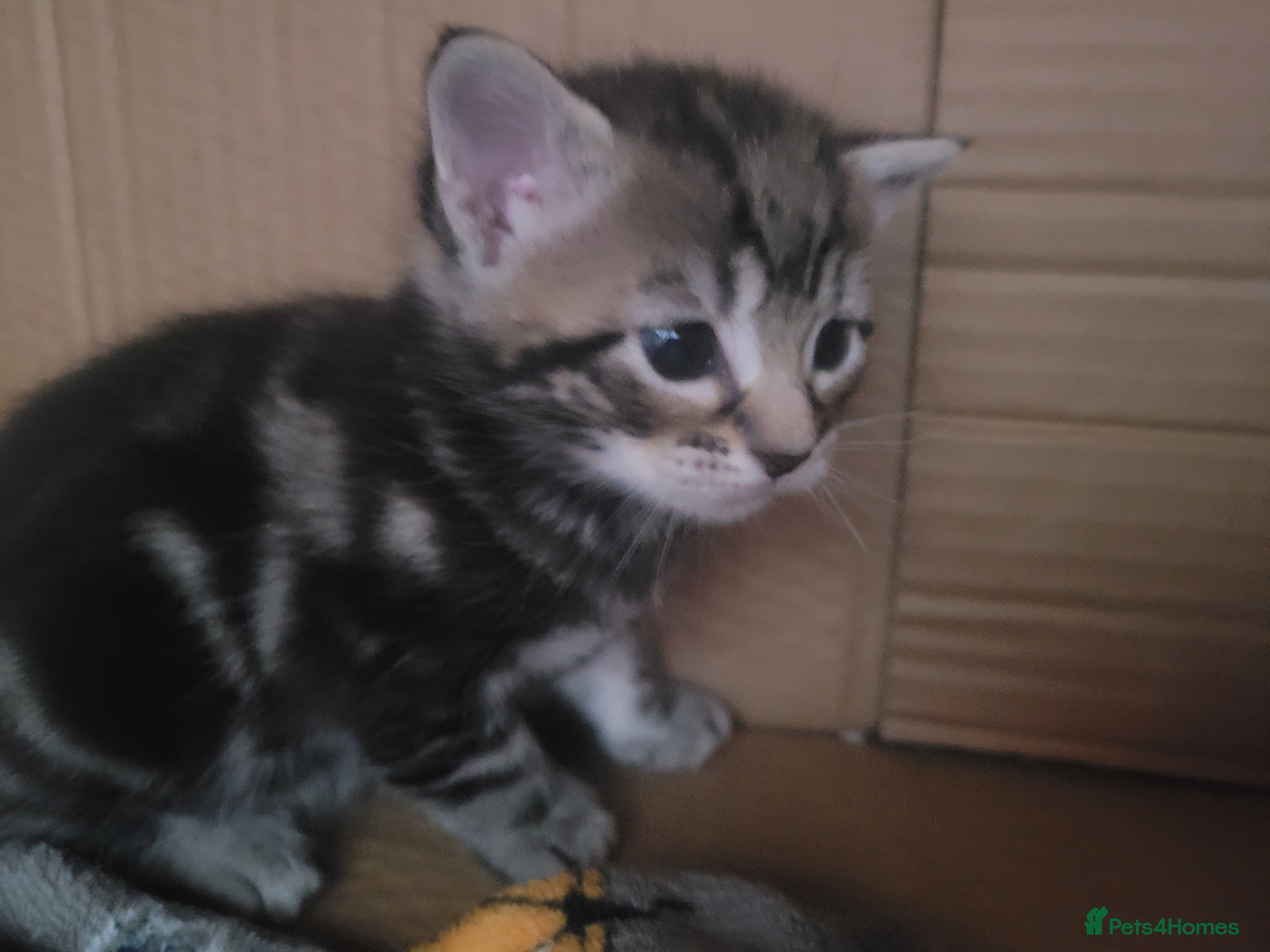 Maine Coon cats Main coon kittens  - Advert 2