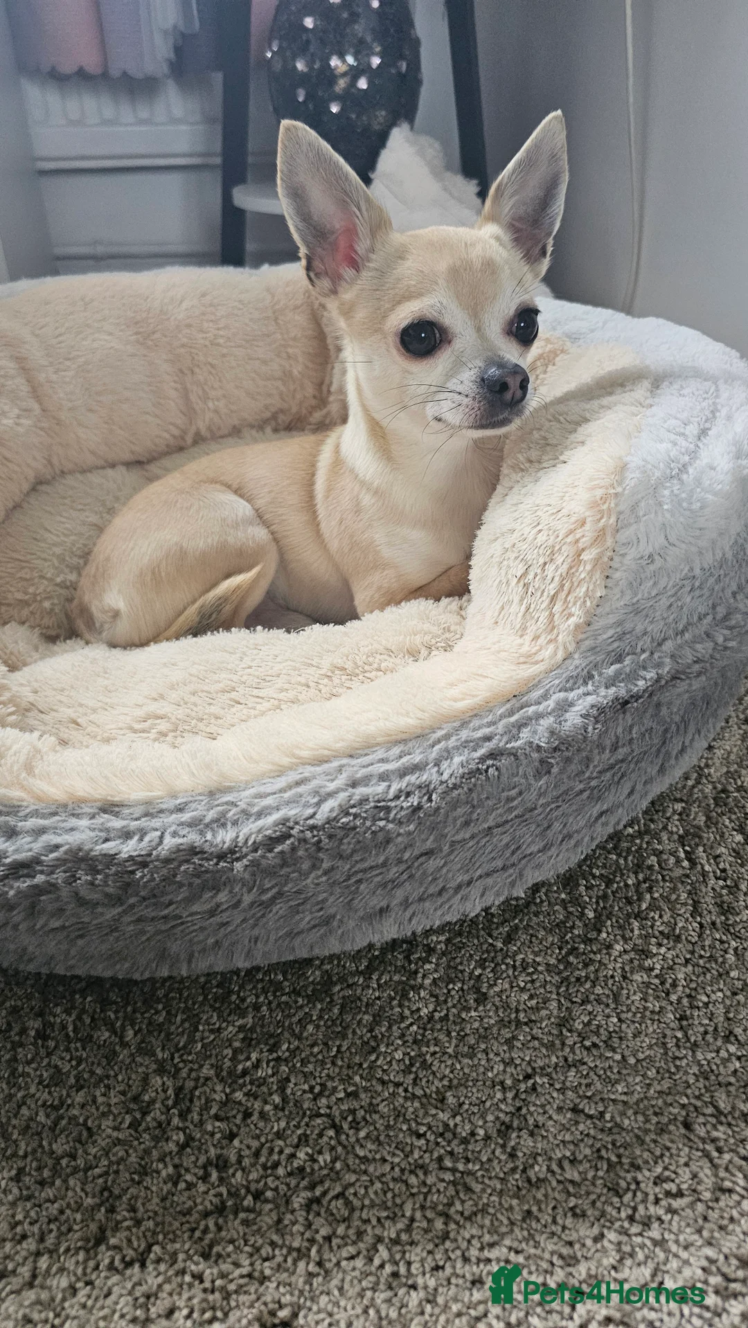 Chihuahua dogs for sale: Male teacup chihuahua (Micky) - Advert 5
