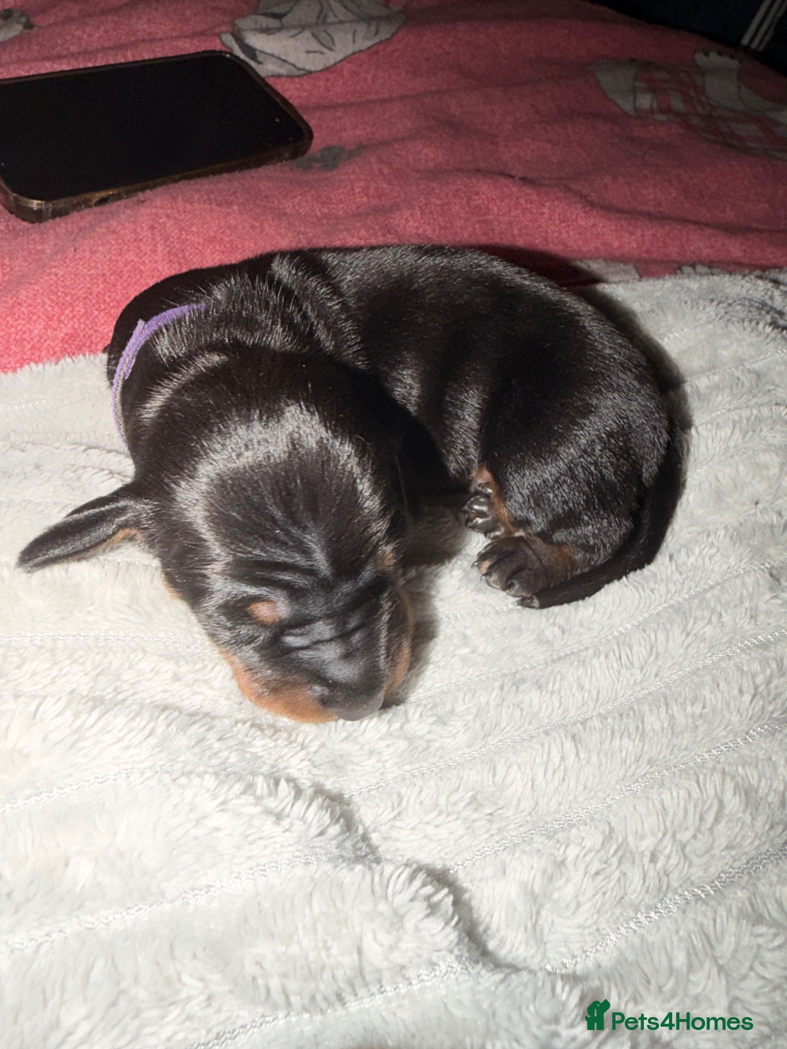 Dachshund dogs for sale: gorgeous puppy dachshunds for sale in Portsmouth - Advert 7