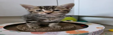 Tabby 