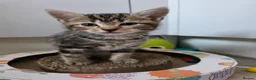 Mixed Breed cats for sale: Mixed breed kittens - Advert 5