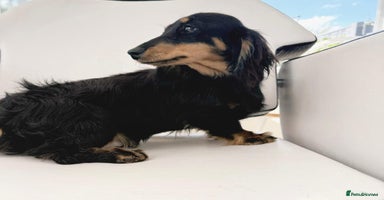 Miniature Dachshund dogs - Advert 4