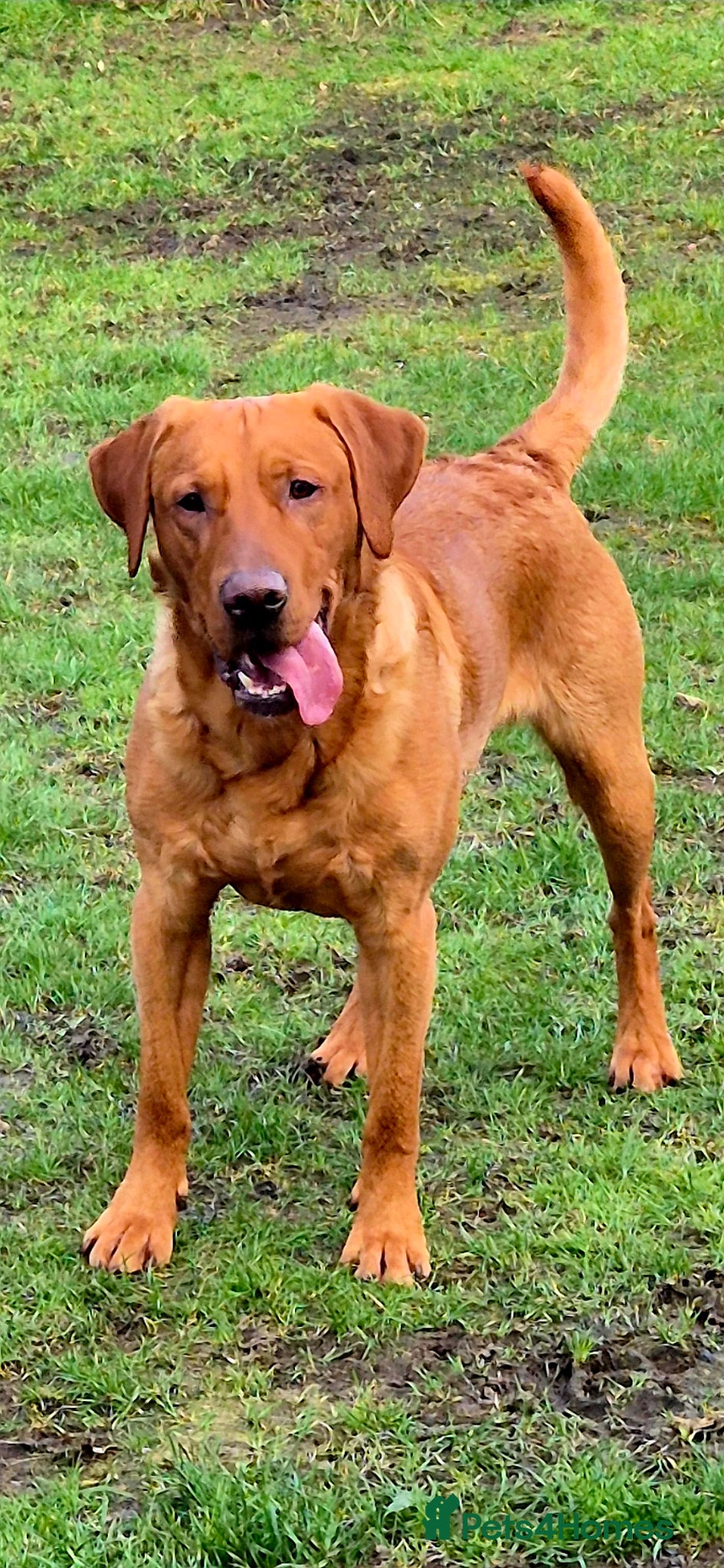 Labrador Retriever dogs Fully Health Tested Red Fox Lab Stud - Advert 1