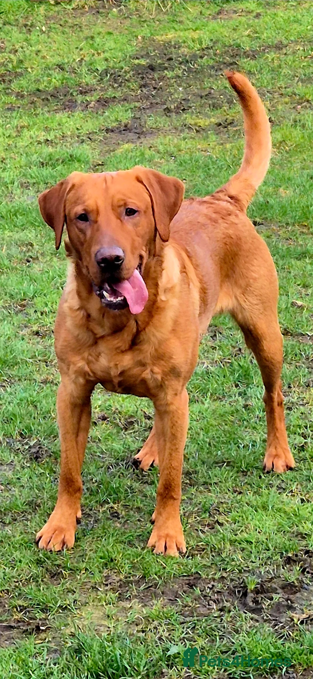 Labrador Retriever dogs for stud: Fully Health Tested Red Fox Lab Stud - Advert 1