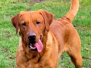 Labrador Retriever dogs Fully Health Tested Red Fox Lab Stud - Advert 21