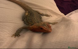 Bearded Dragon reptiles for sale: Bearded dragon - Image 1