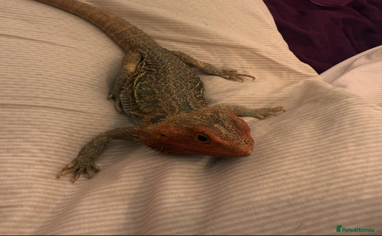 Bearded Dragon reptiles - Advert 2
