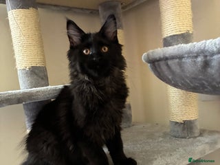 Maine Coon cats Maine coon kittens - Advert 4