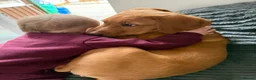 Labrador Retriever dogs for sale: Red fox labrador Male - Advert 4