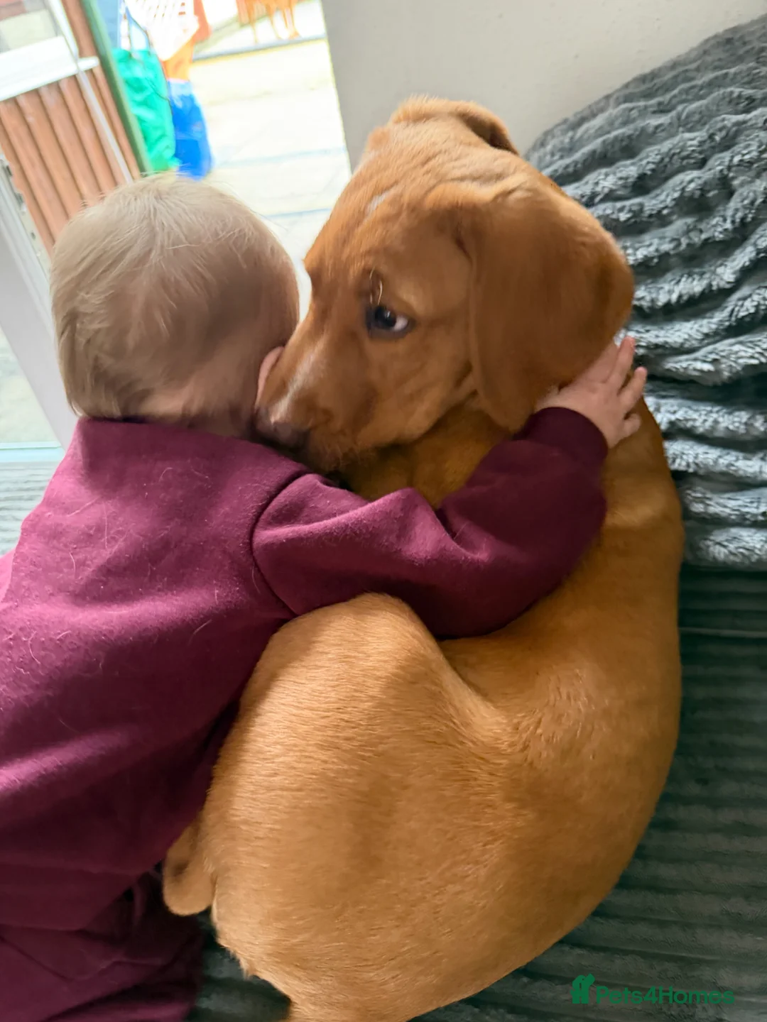 Labrador Retriever dogs for sale: Red fox labrador Male - Advert 4