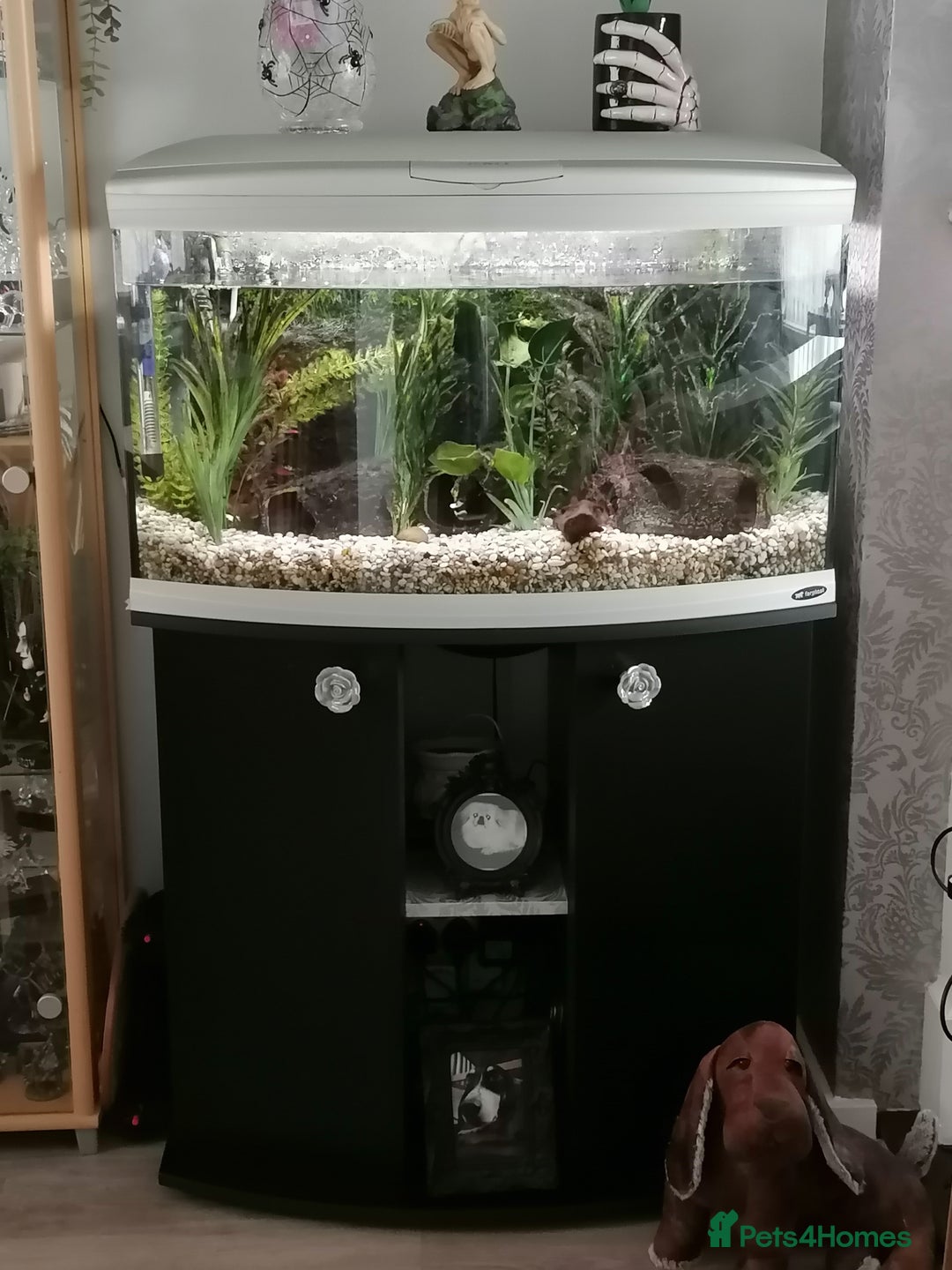Catfish fish for sale: 2 large cat fish, aquarium and stand - Image 1