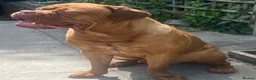 Dogue De Bordeaux dogs for sale: 1 Year Old KC Registered Dogue De Bordeux For Sale - Advert 5