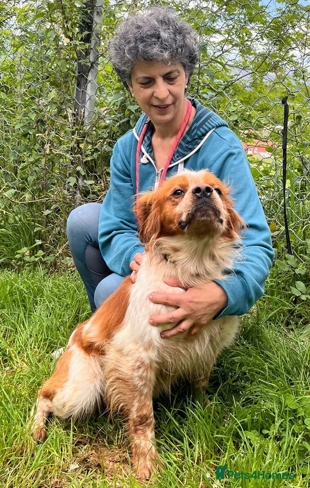 Brittany Spaniel dogs for adoption: Ron, beautiful young Brittany - Advert 1