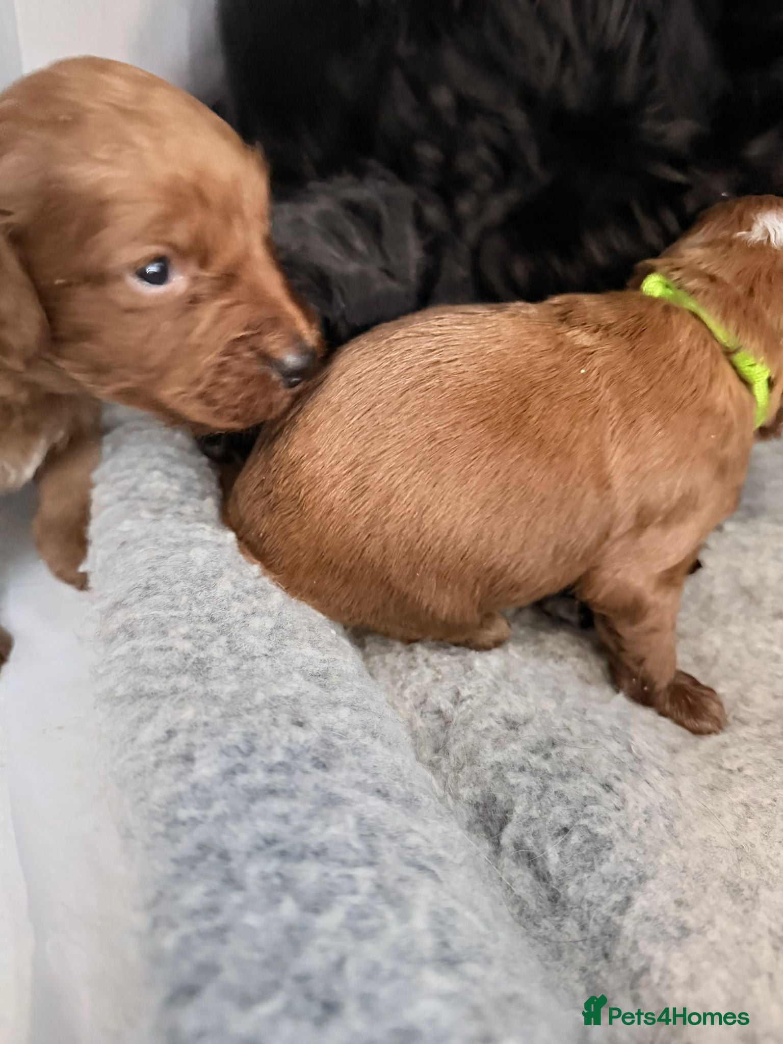 Cockapoo dogs Kc dna health clear parents champion bloodline  - Advert 15