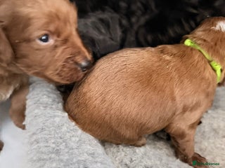 Cockapoo dogs Kc dna health clear parents champion bloodline - Advert 15