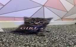 Ragdoll cats for sale: 3 Tiger ragdoll X kittens  - Image 3