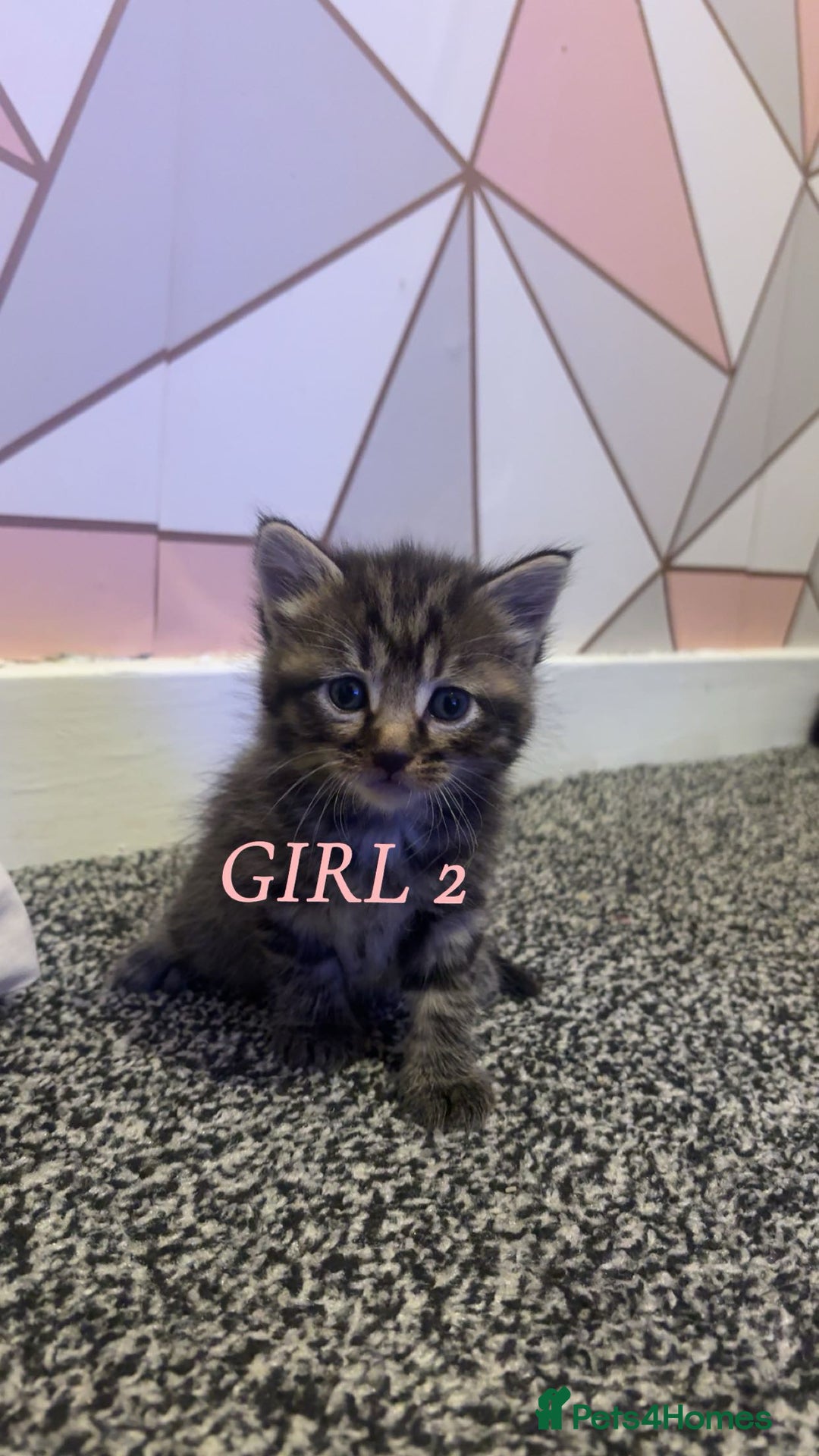 Ragdoll cats for sale: 3 Tiger ragdoll X kittens  - Image 3