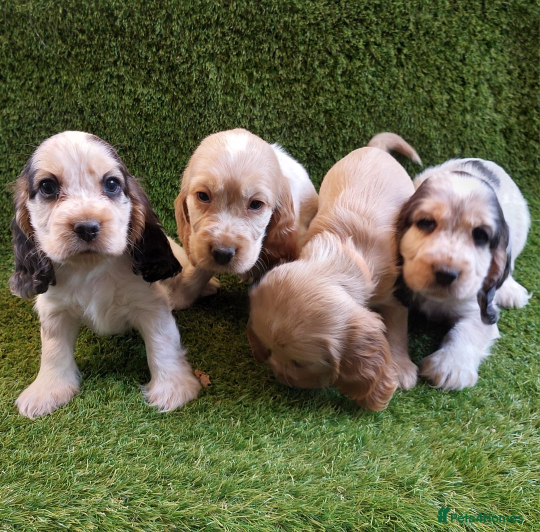 Cocker Spaniel dogs for sale: KC Registered Pure Show Type Cocker Spaniels  - Image 1