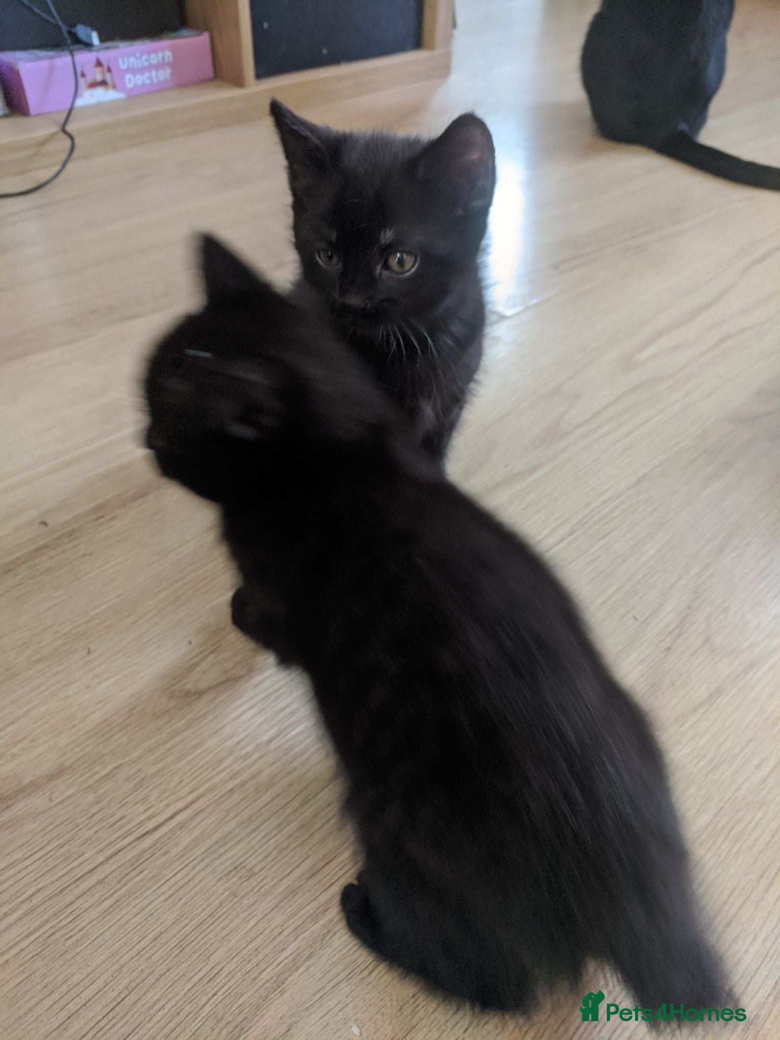 British Shorthair cats 3 black and 1 tuxedo kitten - Advert 2