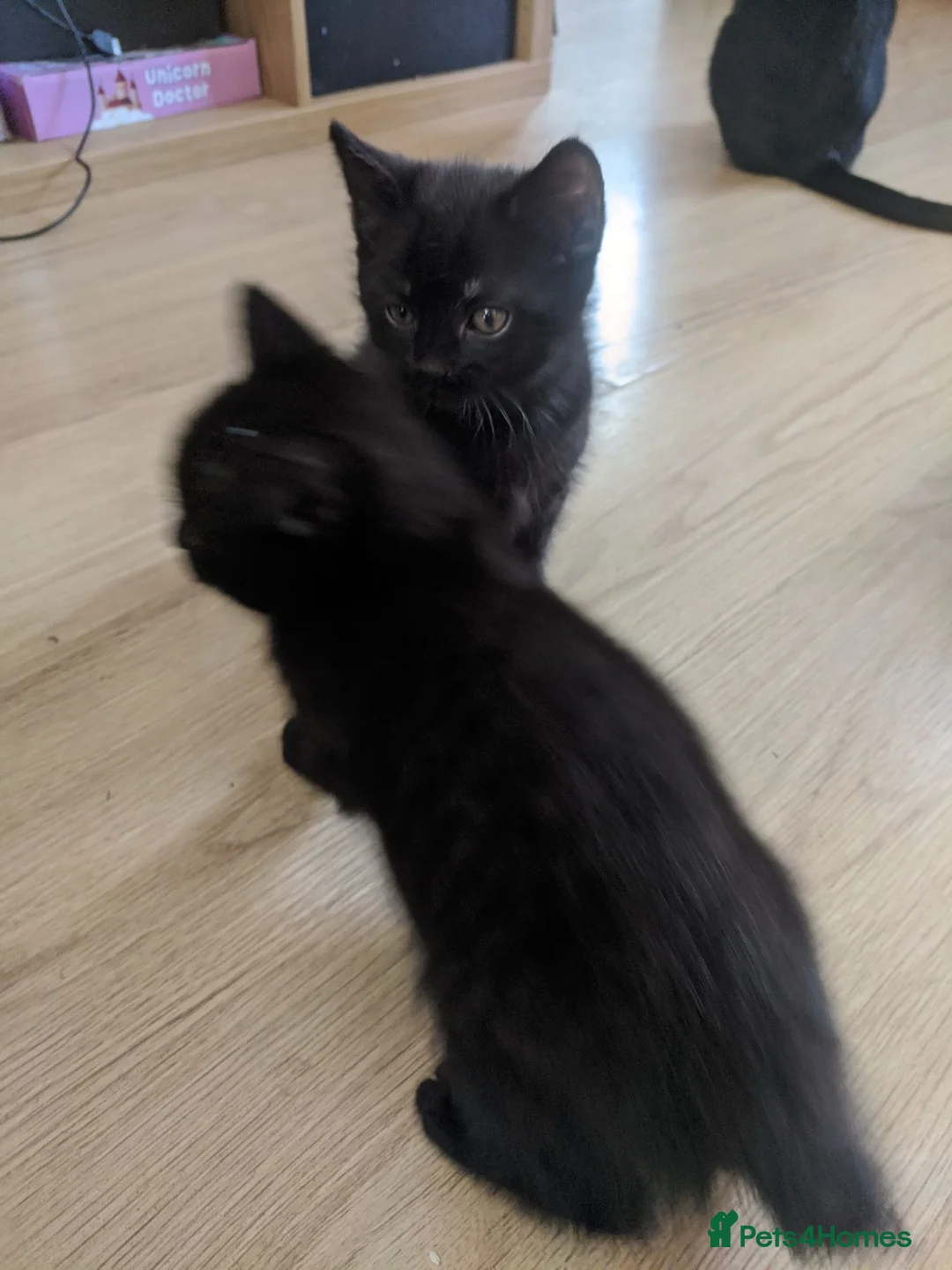 British Shorthair cats for sale: 3 black and 1 tuxedo kitten - Advert 2