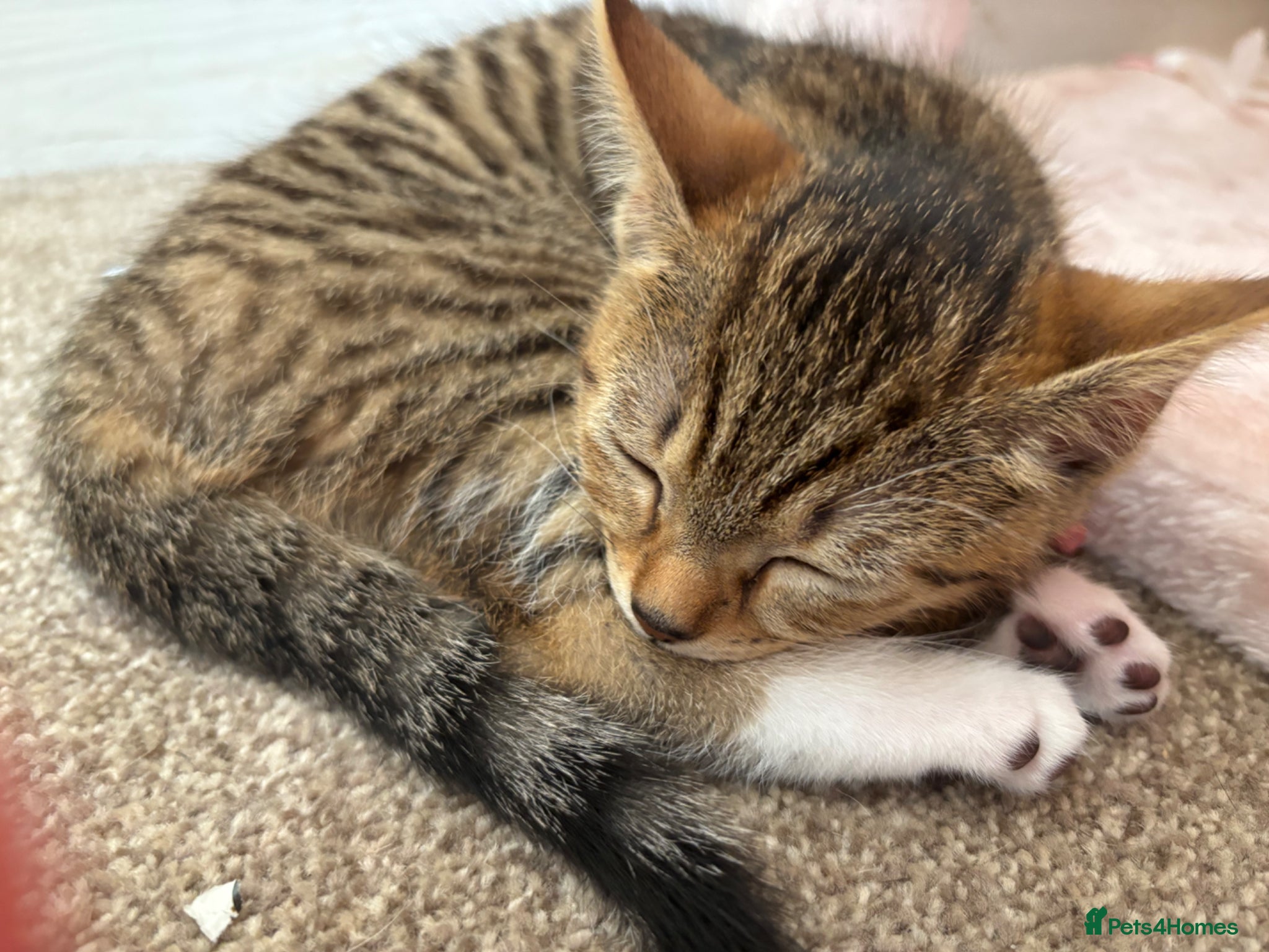 Mixed Breed cats KItten girl  - Advert 2