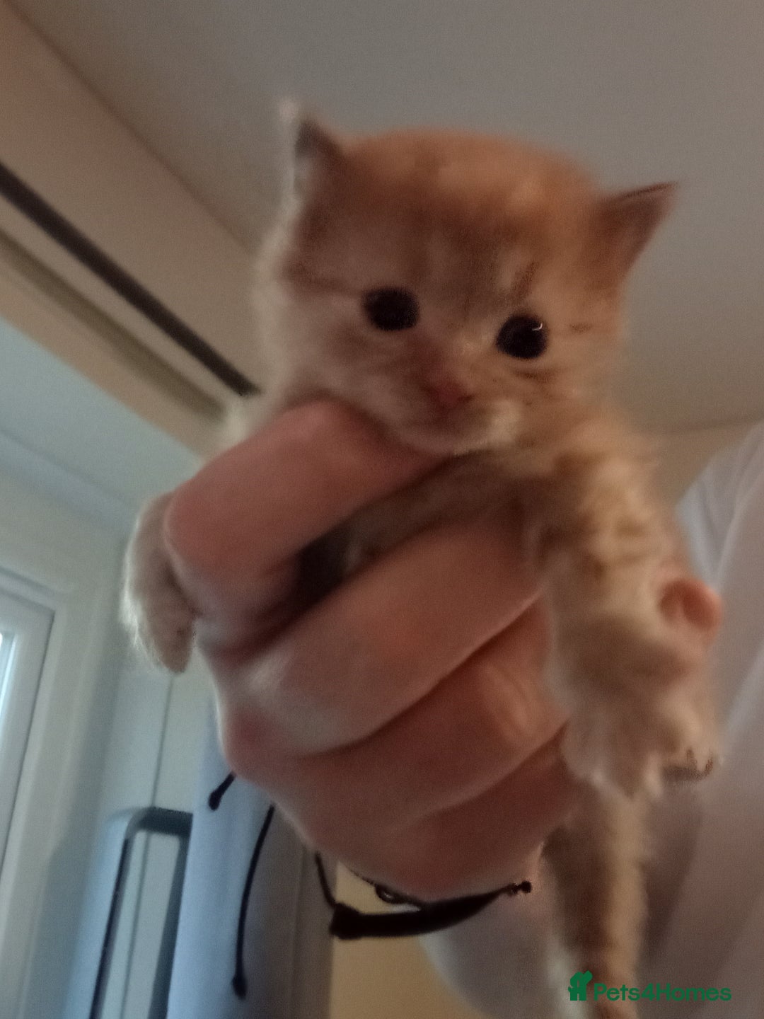 Maine Coon cats for sale: Kittens for sale  - Advert 4
