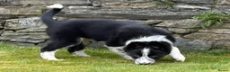 Border Collie dogs for sale: Gorgeous collie puppy - Advert 5