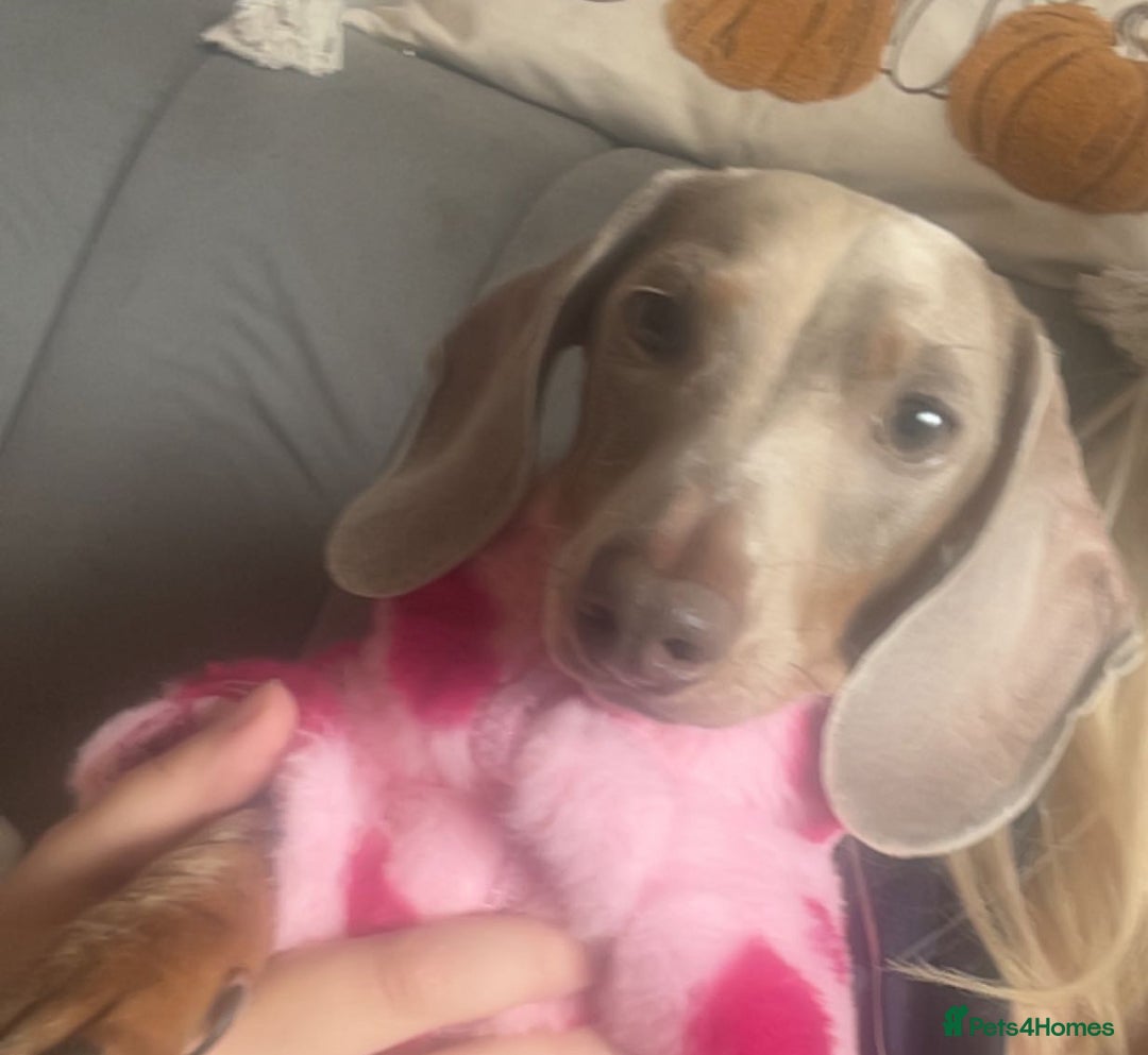 Miniature Dachshund dogs for sale: Miniature Dachshund Boy  - Advert 2