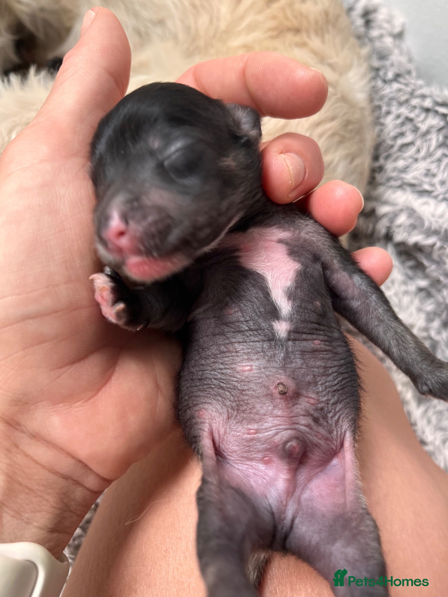 Chinese Crested dogs Exceptional Chinese crested pups - Advert 1