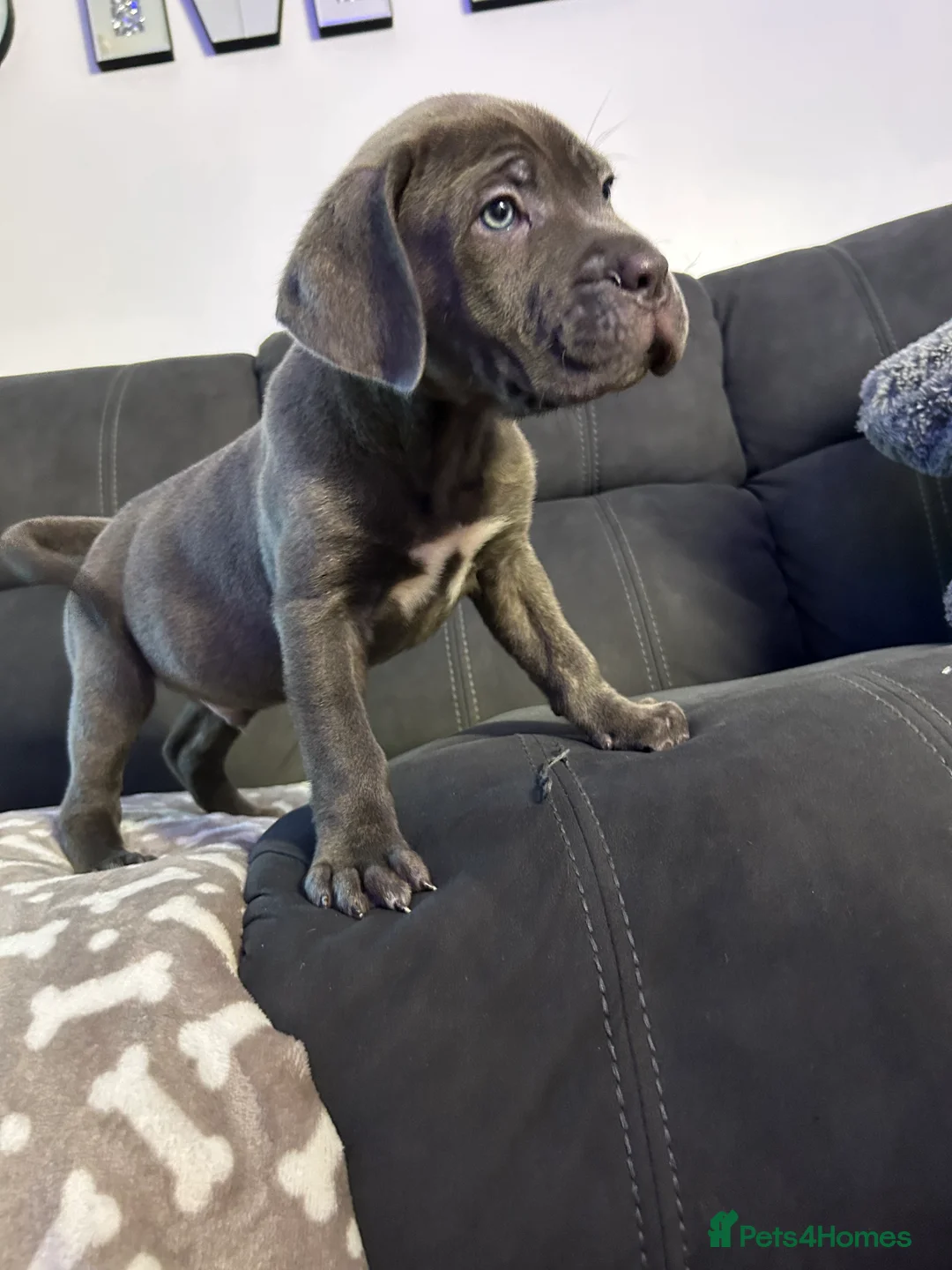 Cane Corso dogs for sale: Cane corso champion bloodline pups  - Advert 8
