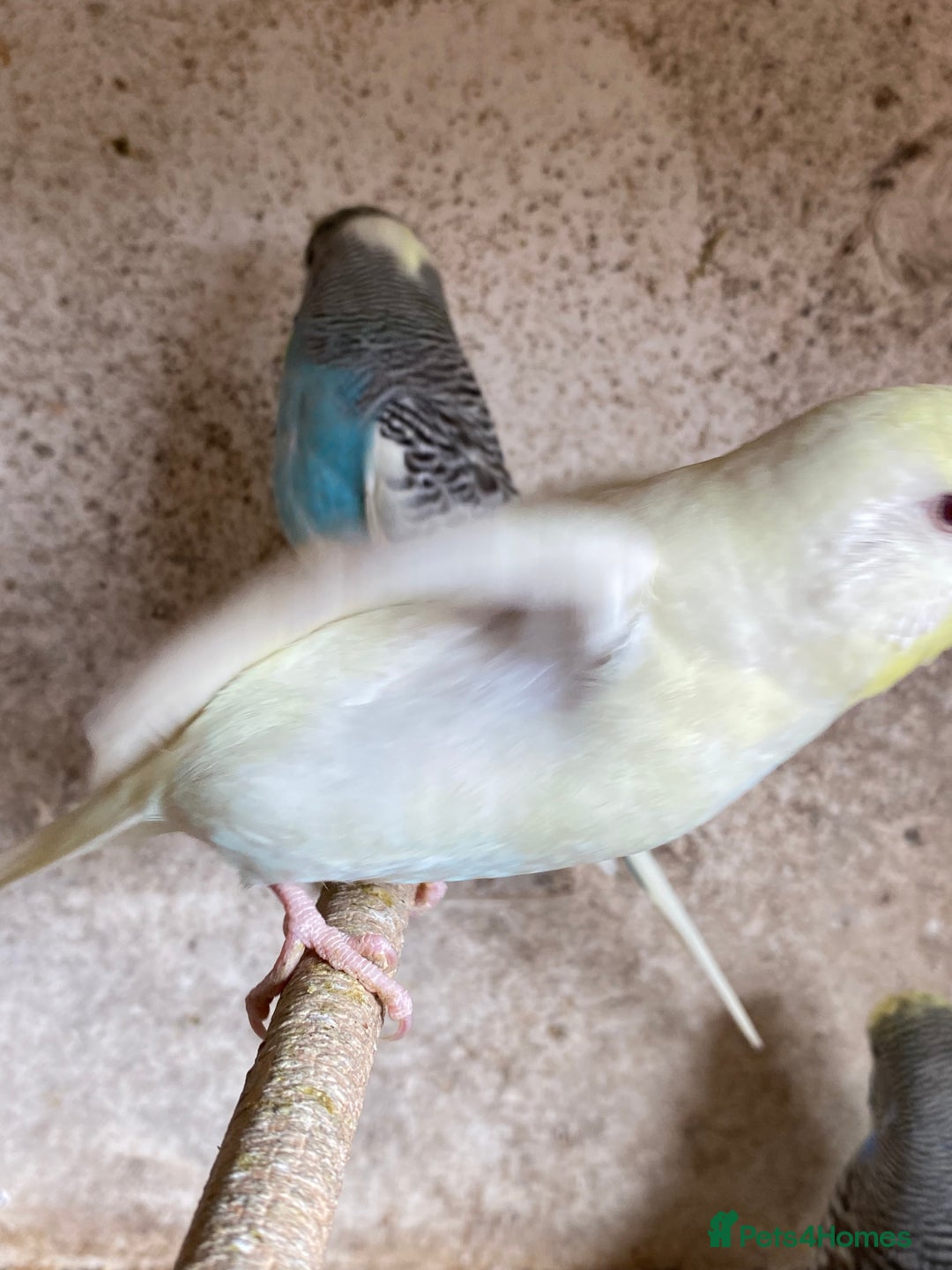 Budgerigars birds for sale: Beautiful Budgies - Image 14