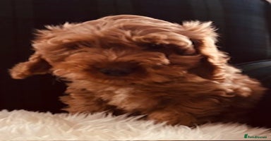 Cockapoo dogs - Advert 8