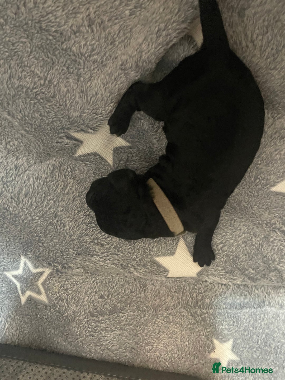 Cockapoo dogs for sale: 🐾 only one girl left F2 Cockapoo Puppies 🐾 - Advert 15