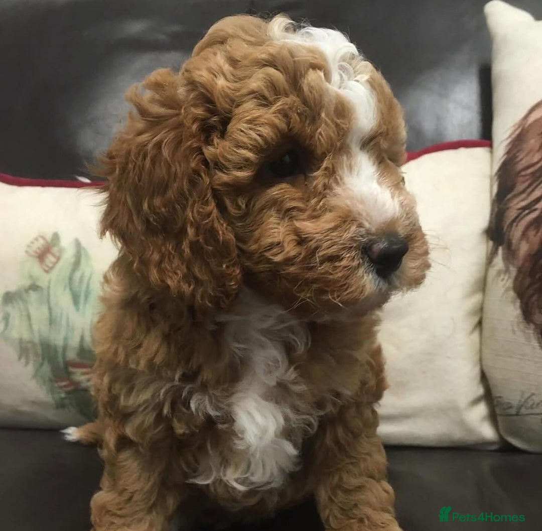 Cockapoo dogs for sale: F1 & F1B COCKAPOO LITTERS - Image 4