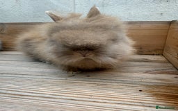 Lionhead rabbits for sale: Lion head baby male - Image 4