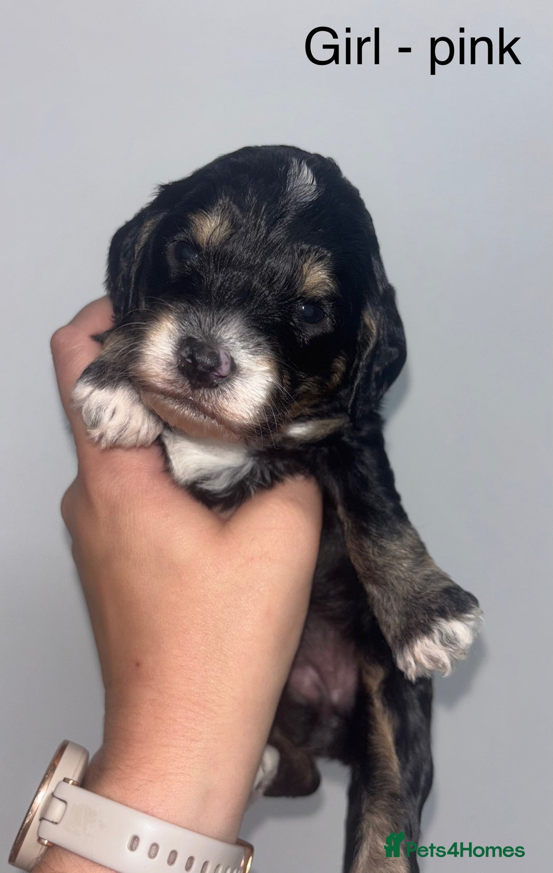 Cockapoo dogs for sale: F1 cockapoos - Image 1
