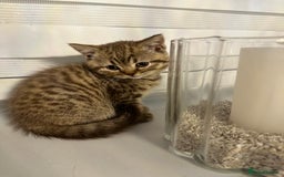 British Shorthair cats for sale: Adorable British shorthaired Kittens  - Image 1