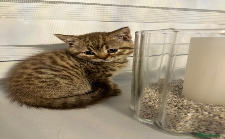 British Shorthair cats - Advert 3