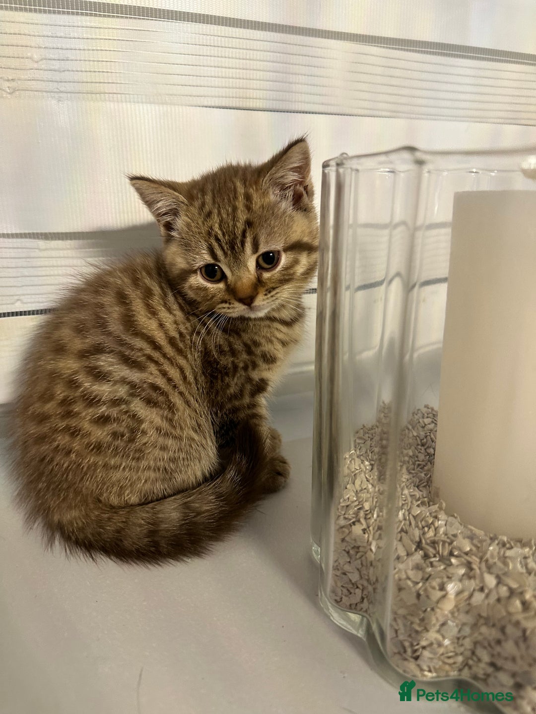 British Shorthair cats for sale: Adorable British shorthaired Kittens  - Image 1