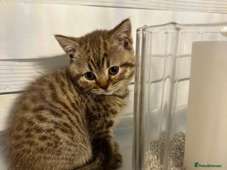 British Shorthair cats - Advert 14