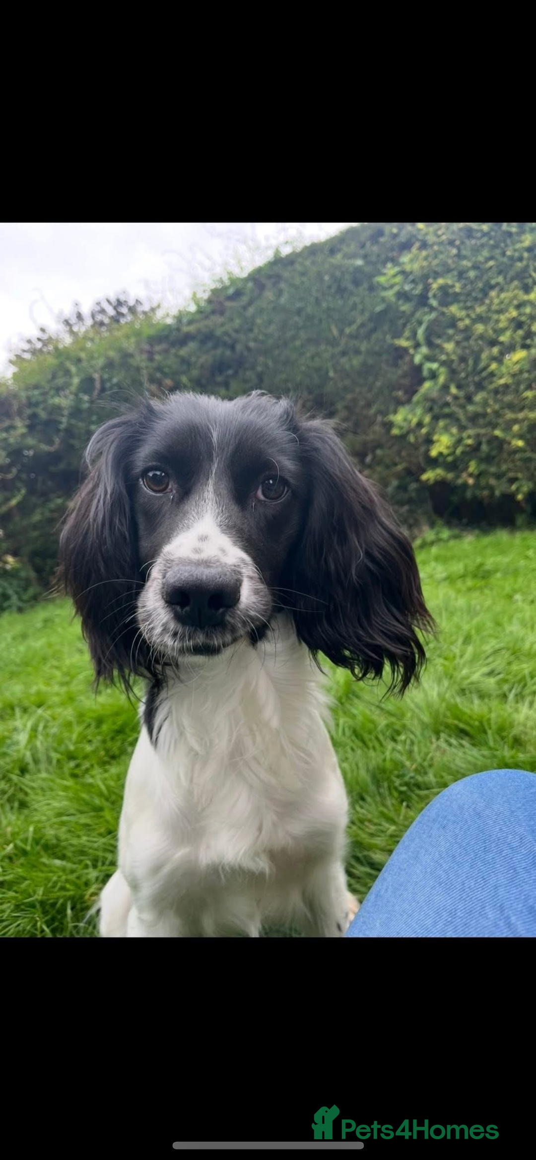 Sprollie dogs for sale: Sprollie puppies  - Advert 9