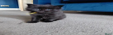 Maine Coon Kitten 3