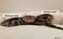 Mixed Breed cats for sale: 2 cute boys Russian blue and Bengal mix  - Advert 1