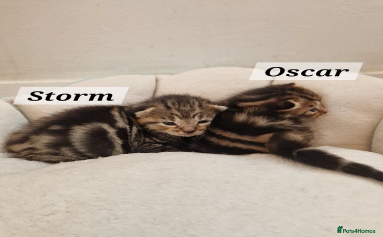 Mixed Breed cats 2 cute boys Russian blue and Bengal mix  - Advert 1