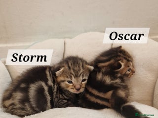 Mixed Breed cats 2 cute boys Russian blue and Bengal mix - Advert 1