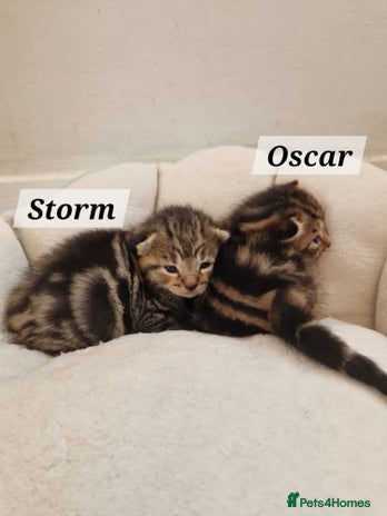 Mixed Breed cats 2 cute boys Russian blue and Bengal mix - Advert 1