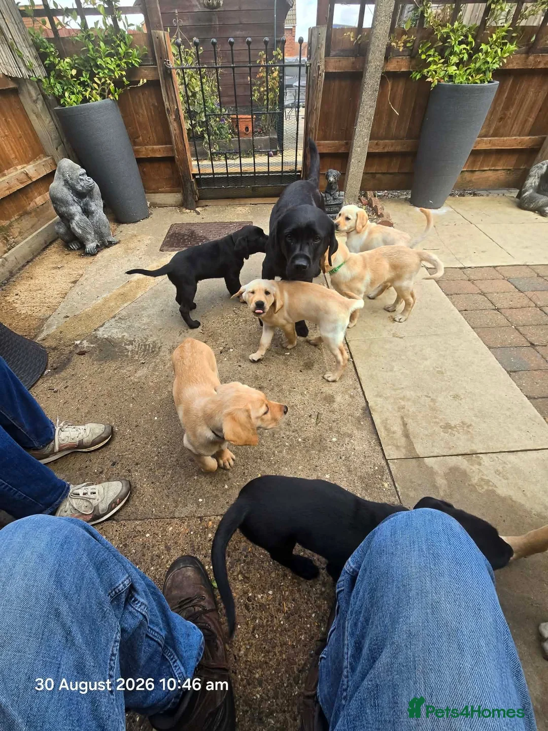 Labrador Retriever dogs for sale: Labrador puppies in Sleaford - Advert 1