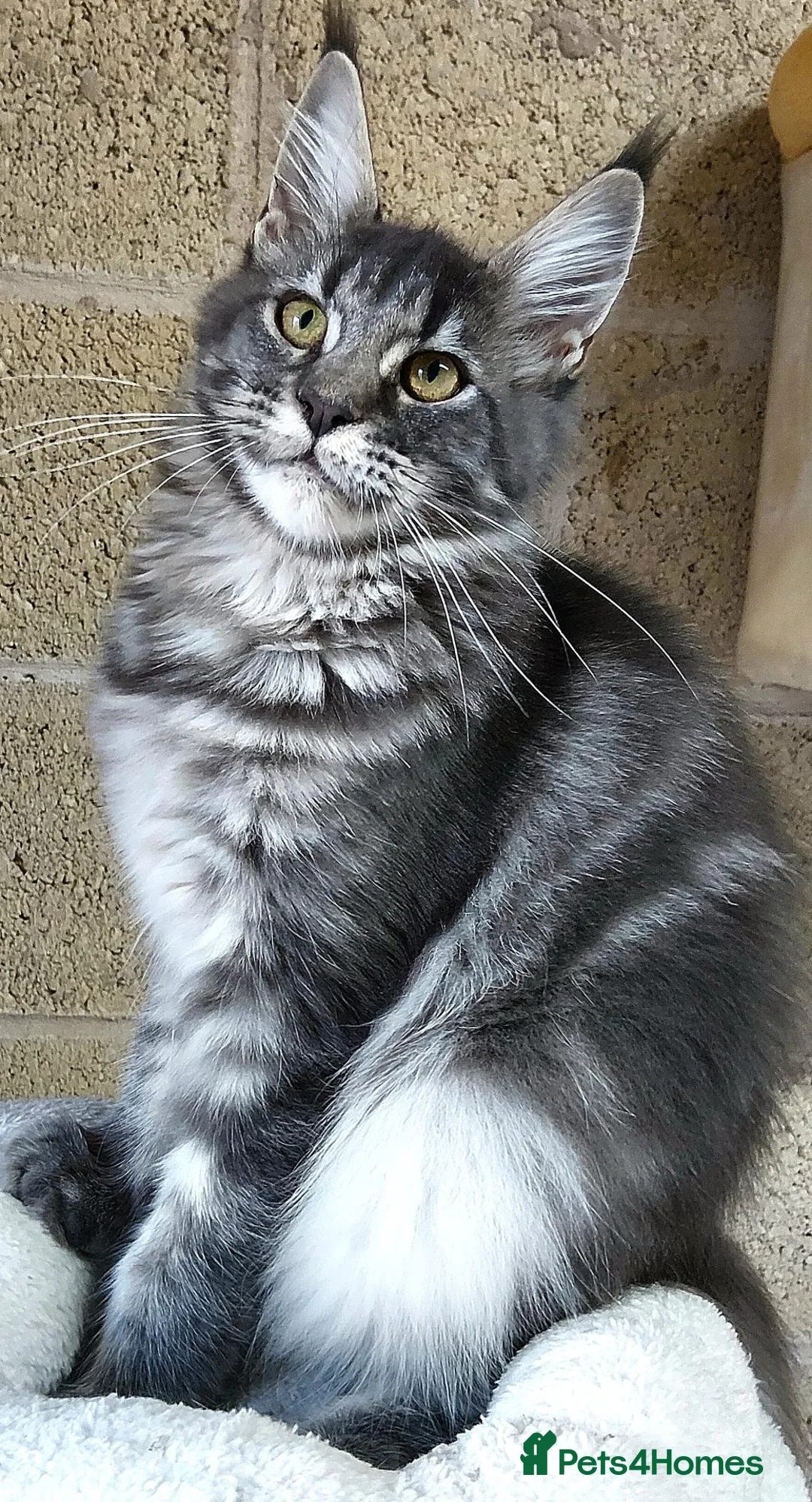 Maine Coon cats for sale: READY FOR COLLECTION  TICA registered kittens - Advert 1