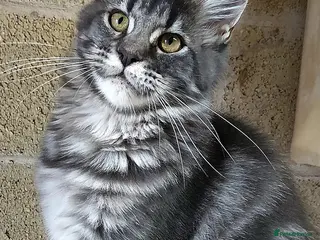 Maine Coon cats READY FOR COLLECTION TICA registered kittens - Advert 6